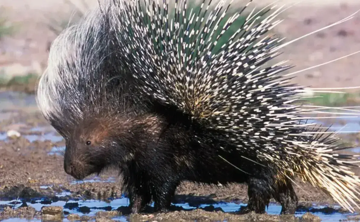 Porcupine